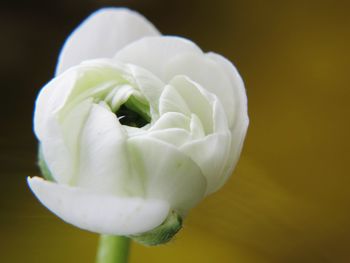 Close-up of white ranunculus growing outdoors