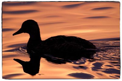 Side view of a silhouette duck swimming on lake during sunset