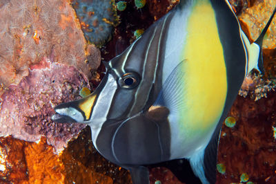 Close-up of fish in sea