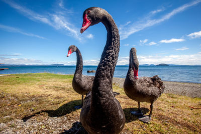 View of black  swans on shore