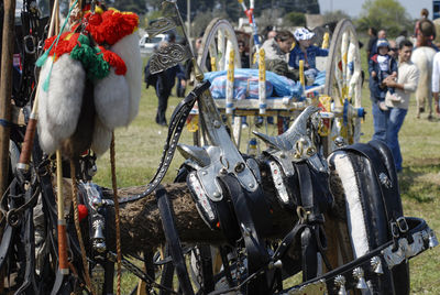 Close-up of birds