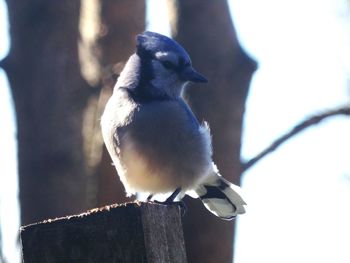 Close-up of bird perching on branch