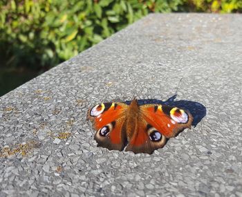 Close-up of butterfly perching on leaf