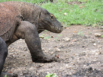 Komodo dragons in their natural habitat in rinca.