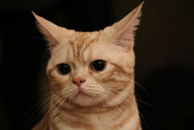 Close-up portrait of cat against black background