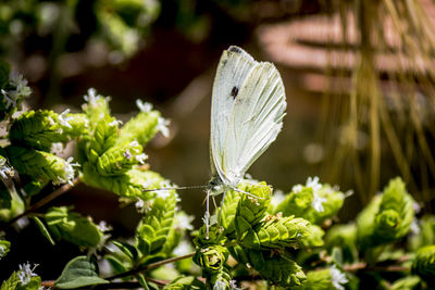 Close-up of butterfly on plant