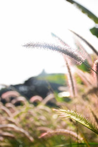 Close-up of plant against clear sky