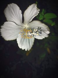 flowering plant