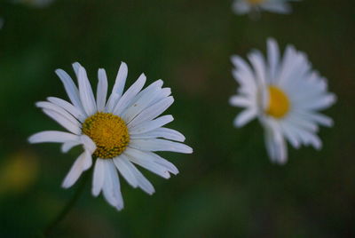 Close-up of osteospermum blooming outdoors