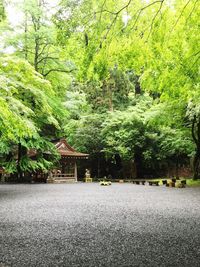 Road amidst trees in forest