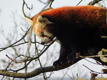 Close-up of a horse on branch