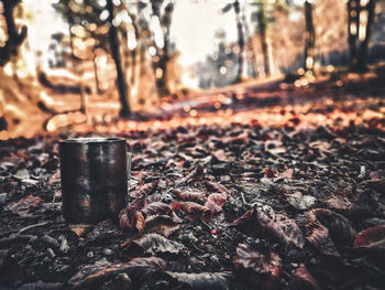 Close-up of rusty metal on tree trunk in forest