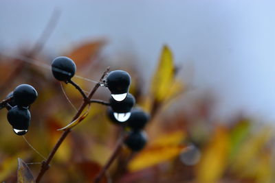 Close-up of berries growing on plant against sky