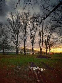 Trees against sky during sunset