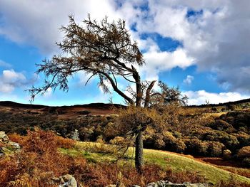 Bare tree on landscape against sky