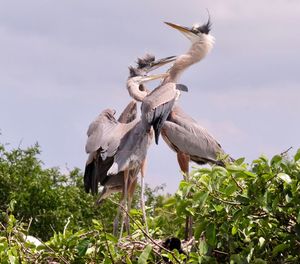 Low angle view of birds flying against sky