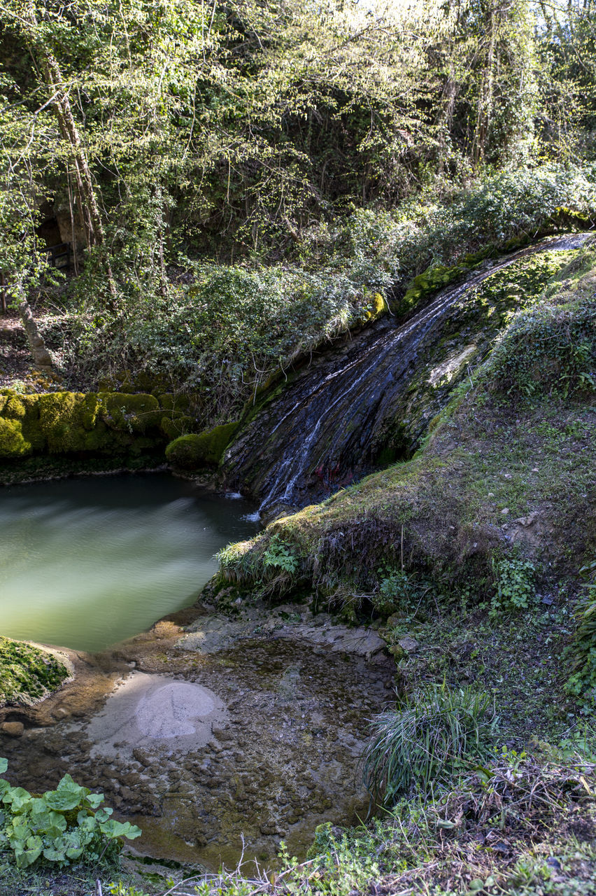 plant, stream, water, tree, wilderness, beauty in nature, river, nature, forest, land, body of water, scenics - nature, woodland, no people, tranquility, growth, green, creek, non-urban scene, environment, day, rock, watercourse, tranquil scene, water feature, flowing water, rapid, outdoors, landscape, moss, idyllic, leaf, autumn, flowing, valley, rainforest, foliage, lush foliage