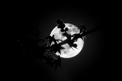 Low angle view of silhouette tree against sky at night