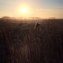 Scenic view of field against sky during sunset