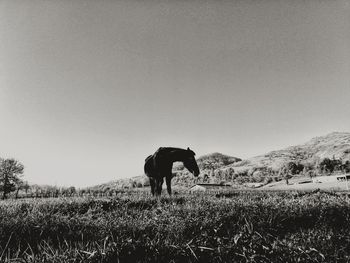 View of a horse on field