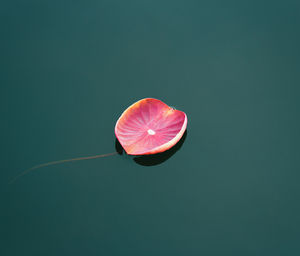 High angle view of leaf over green background