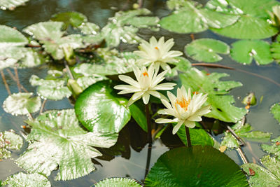 High angle view of flowering plants in water