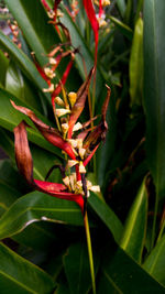 Close-up of insect on plant