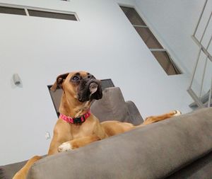 Portrait of dog sitting on ceiling