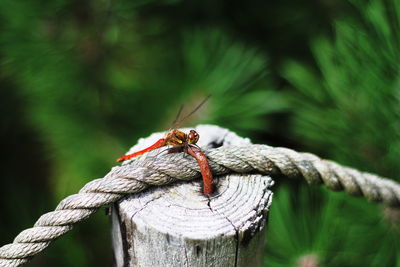 Close-up of housefly on wooden post