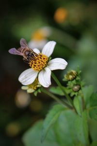 Bee and wild flower