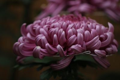 Close-up of pink roses