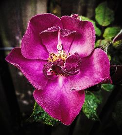 Close-up of pink flower blooming outdoors