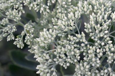 Close-up of white flowering plants