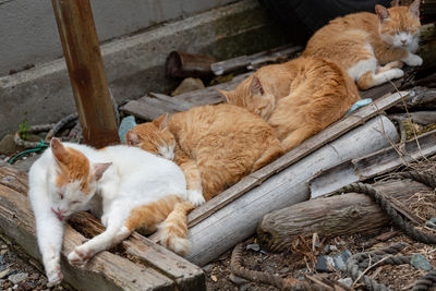 High angle view of cat sleeping