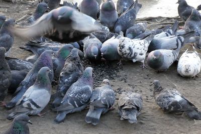High angle view of pigeons on ground