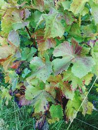 Close-up of leaves