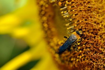 Close-up of bee pollinating flower