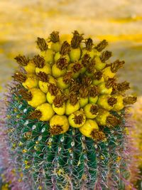 Close-up of yellow cactus