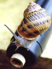 Close-up of snail