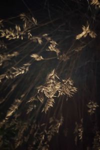 Close-up of frozen plant on field