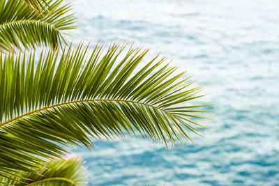 Close-up of palm tree by sea