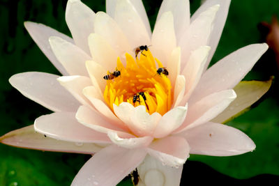 Close-up of insect on white flower