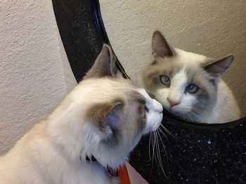 Close-up portrait of a cat