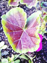 Close-up of leaves