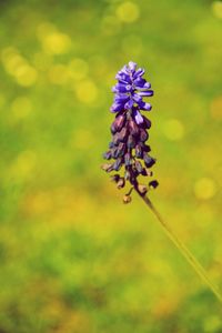 Close-up of butterfly pollinating on purple flower