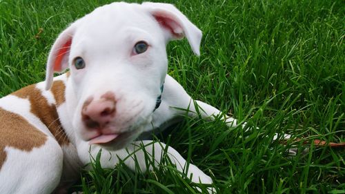 Dog relaxing on grassy field