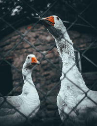 Close-up of two birds