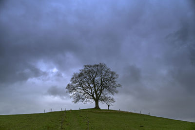 Tree on field against sky