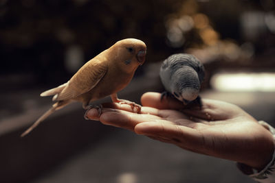 Close-up of parrot perching on hand