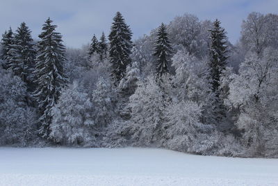 Snow covered pine trees in forest during winter